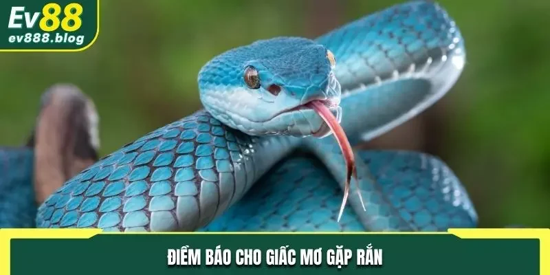 Điềm báo lành ít dữ nhiều khi mơ thấy rắn