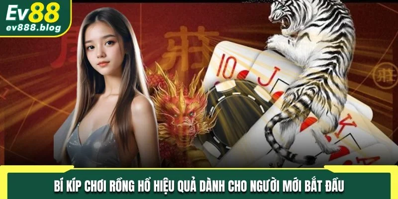 Bí kíp chơi Rồng Hổ hiệu quả dành cho người mới bắt đầu